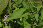 Swamp rosemallow